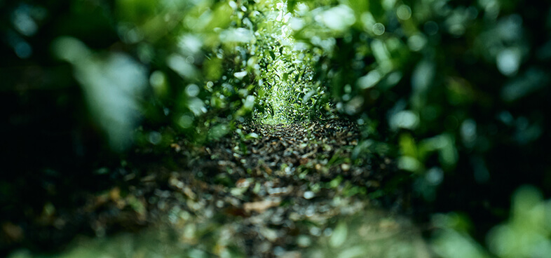 土壌管理/健康な土壌を作る