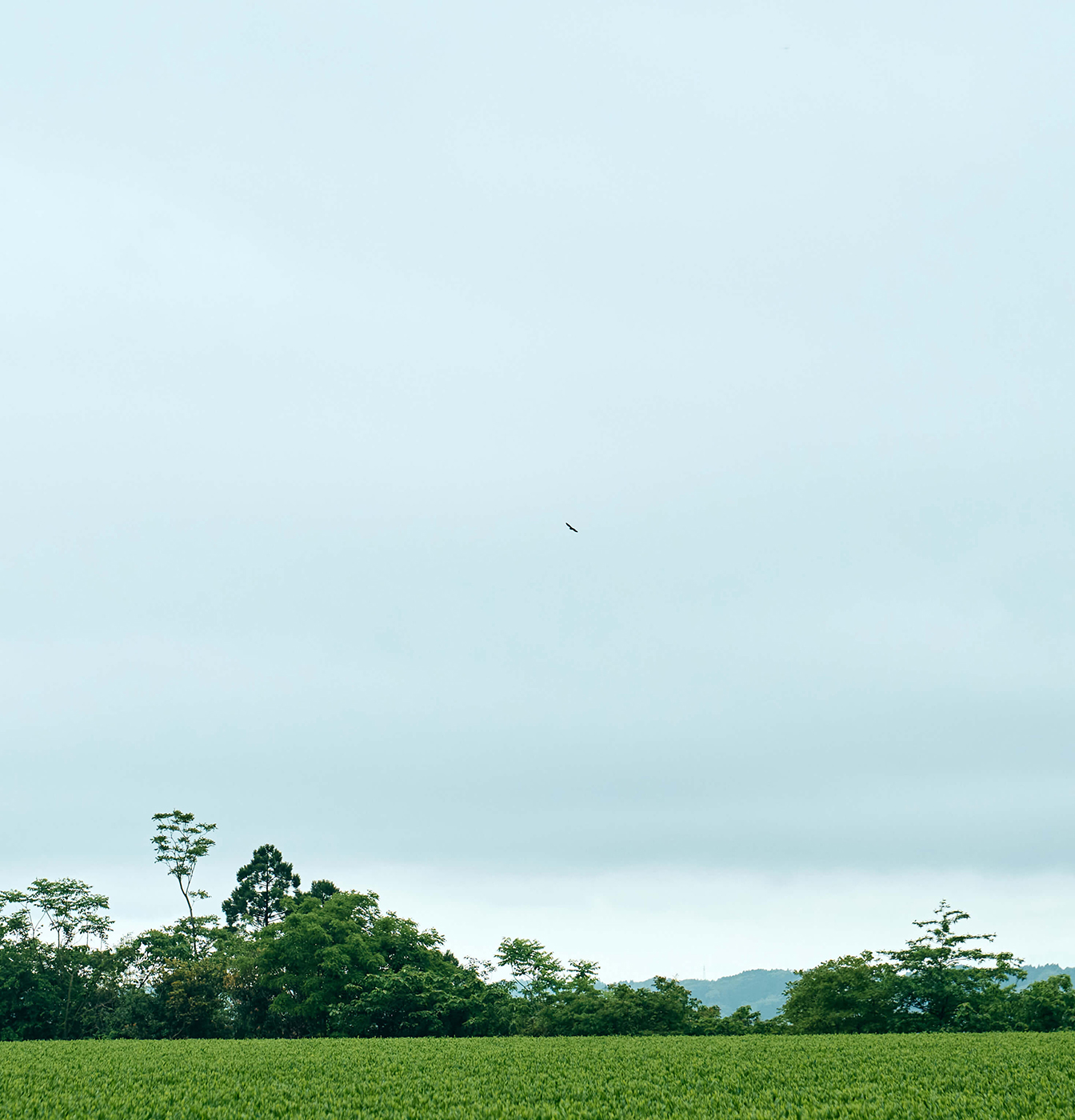 大塚園の茶畑と空