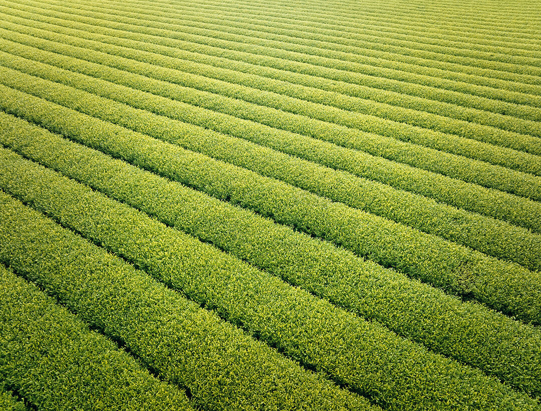 大塚園の茶畑