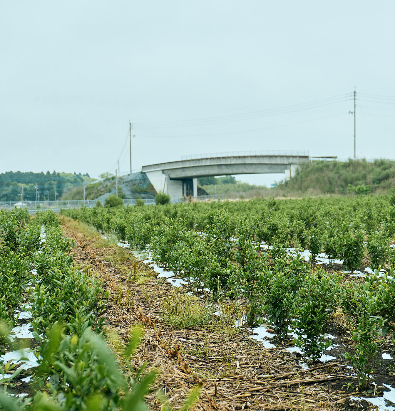 大塚園の茶畑の土